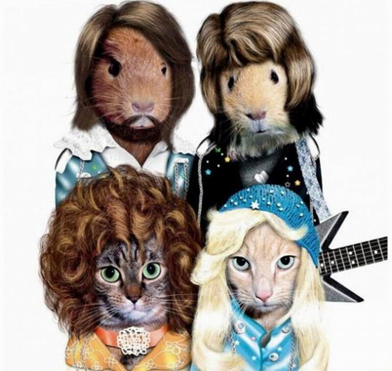 Guinea Pigs and Cats