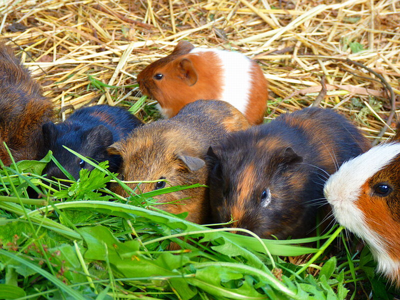 Guinea Pigs Eating Grass