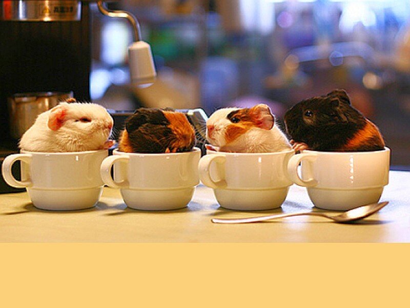 guinea pigs in cups
