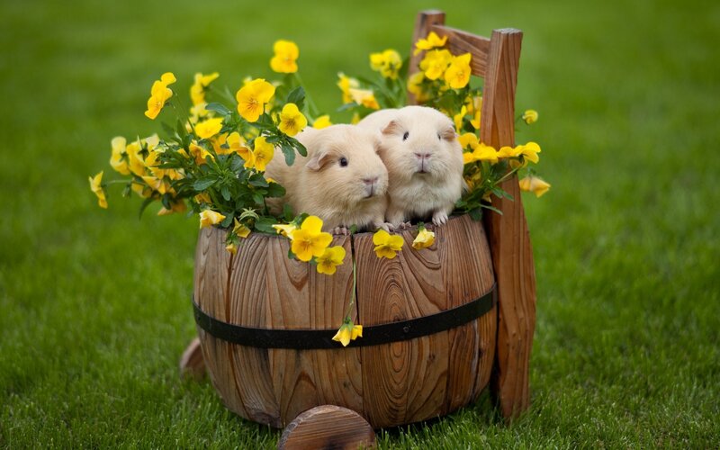 Guinea pigs in flower barrel