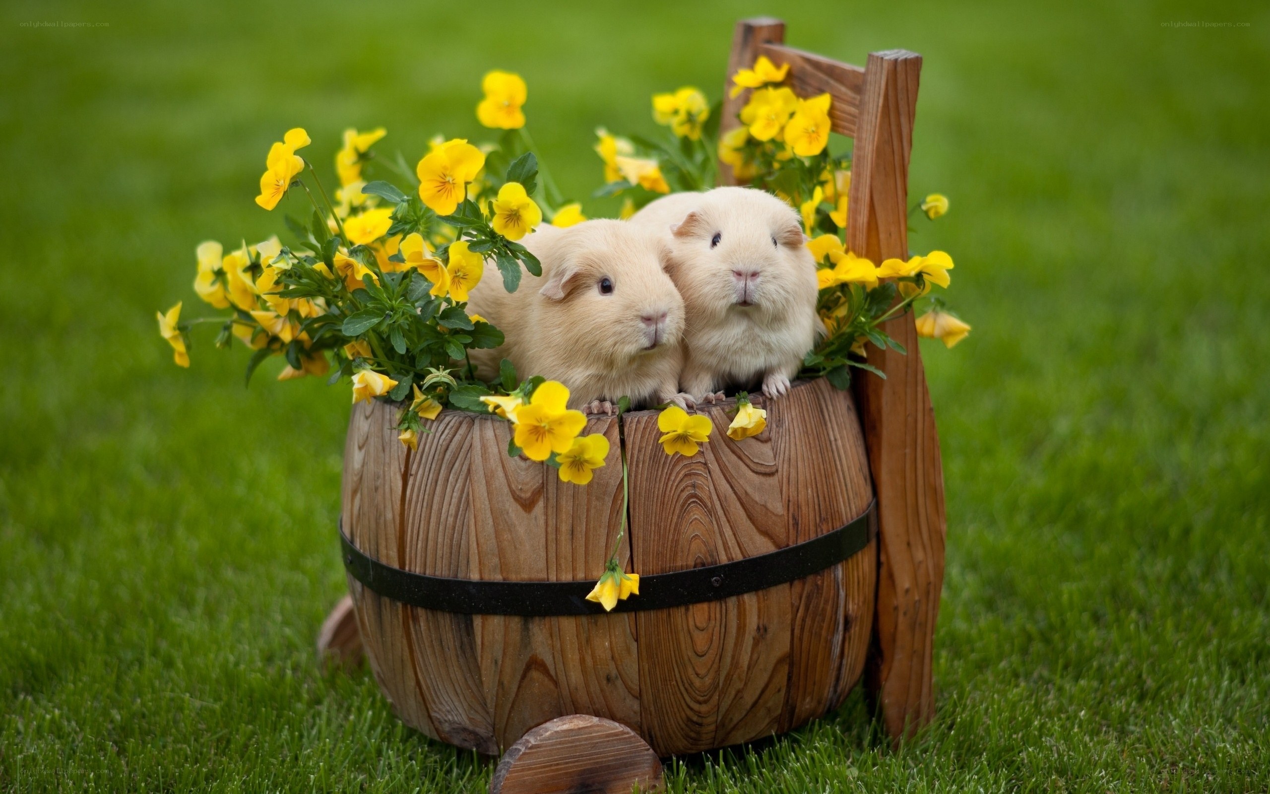 Guinea pigs in flower barrel