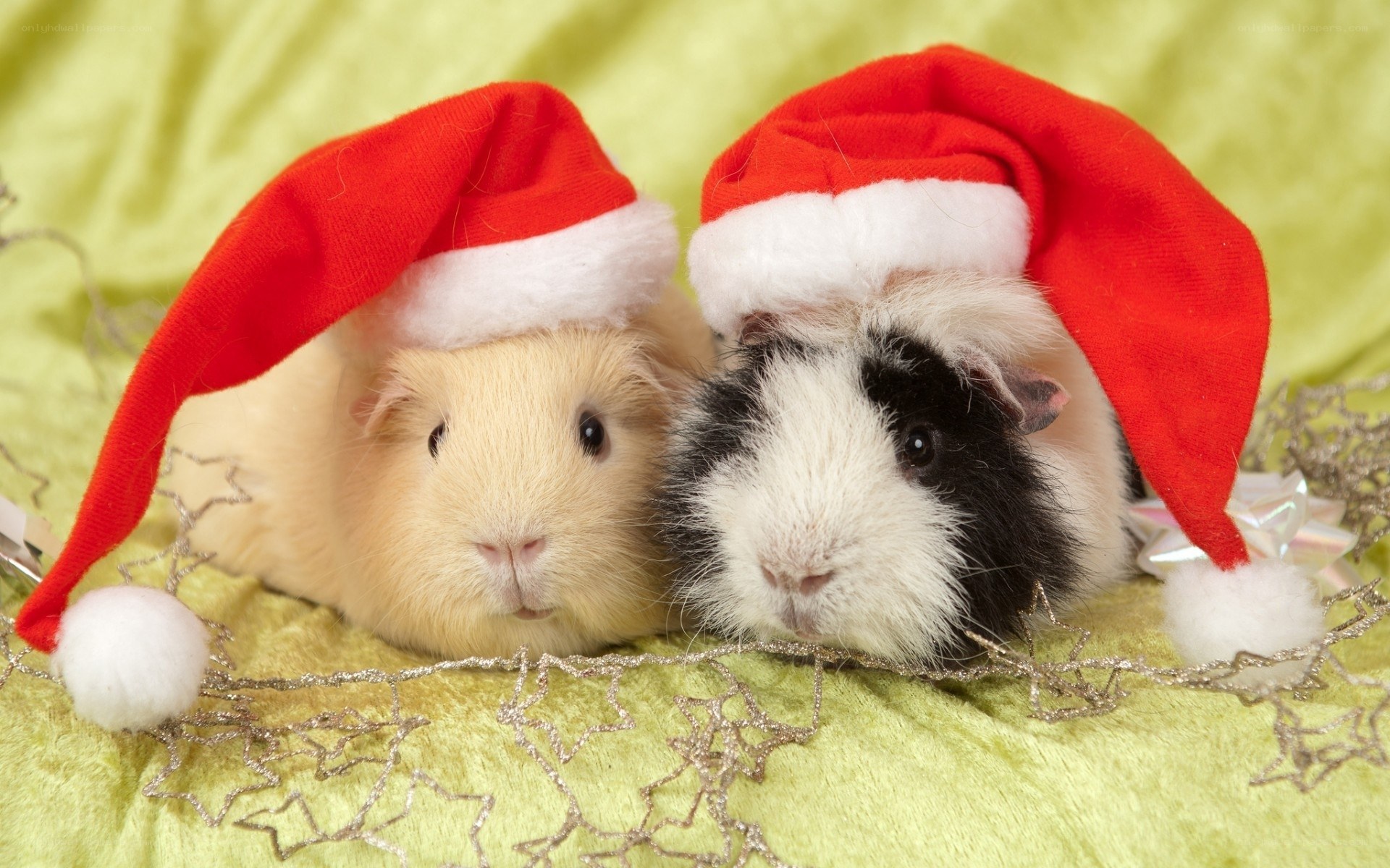 Guinea pigs in Santa hats