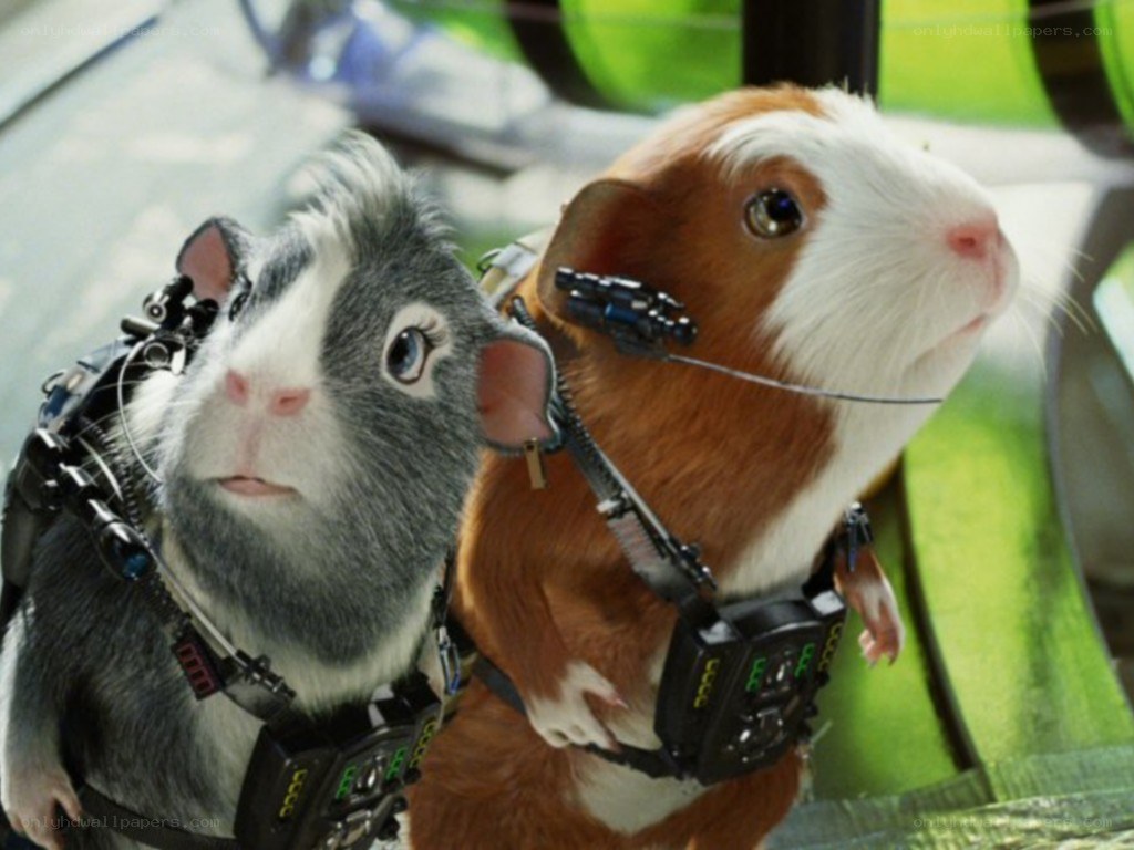 guinea pigs in space gear