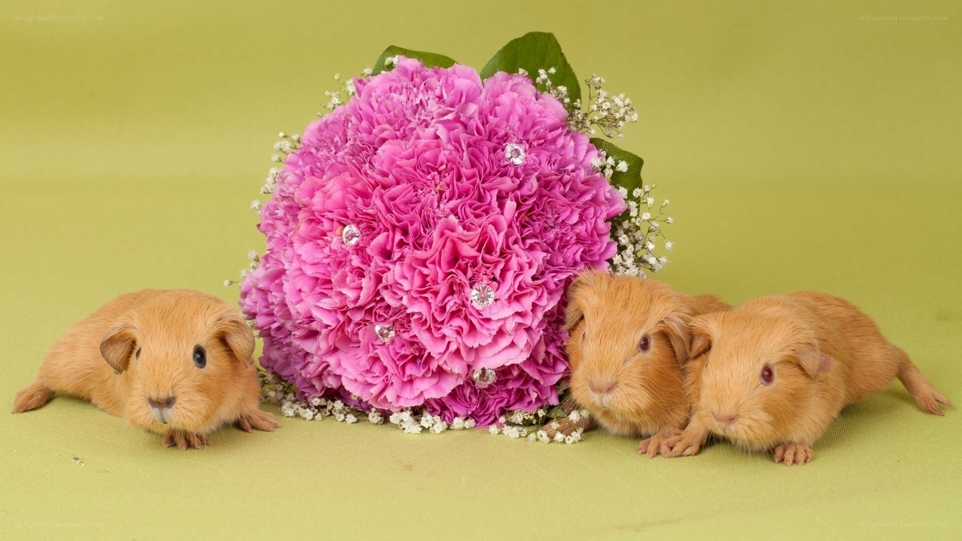 Guinea pigs with pink flowers