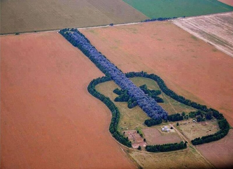 Guitar-shaped Tree Grove