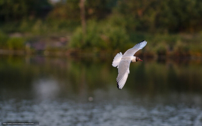 Gull Flying over Water