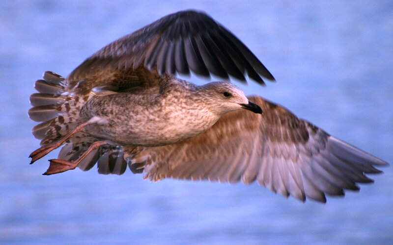 Gull in Flight — Blue