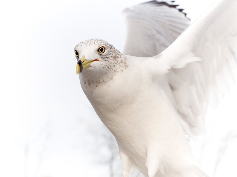 Gull in Flight