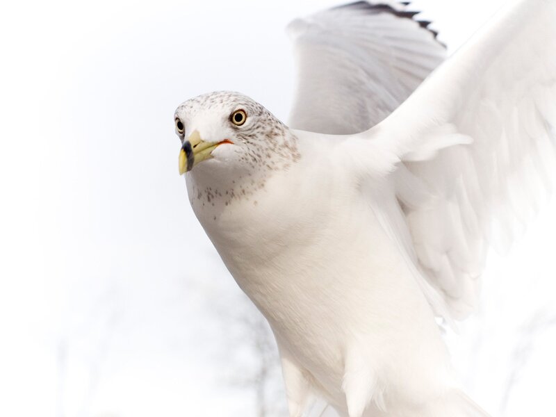 Gull in Flight — White, Dynamic, Photograph
