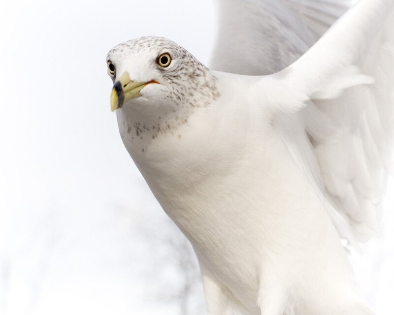 Gull in Flight — White, Focused