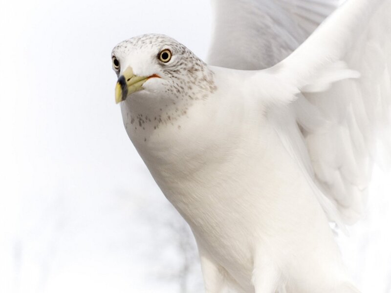 Gull in Flight — White