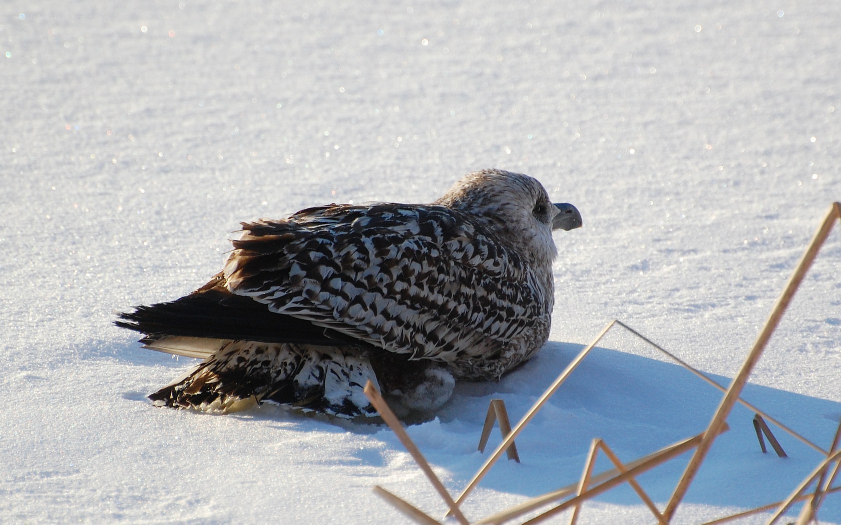 Gull resting in the snow