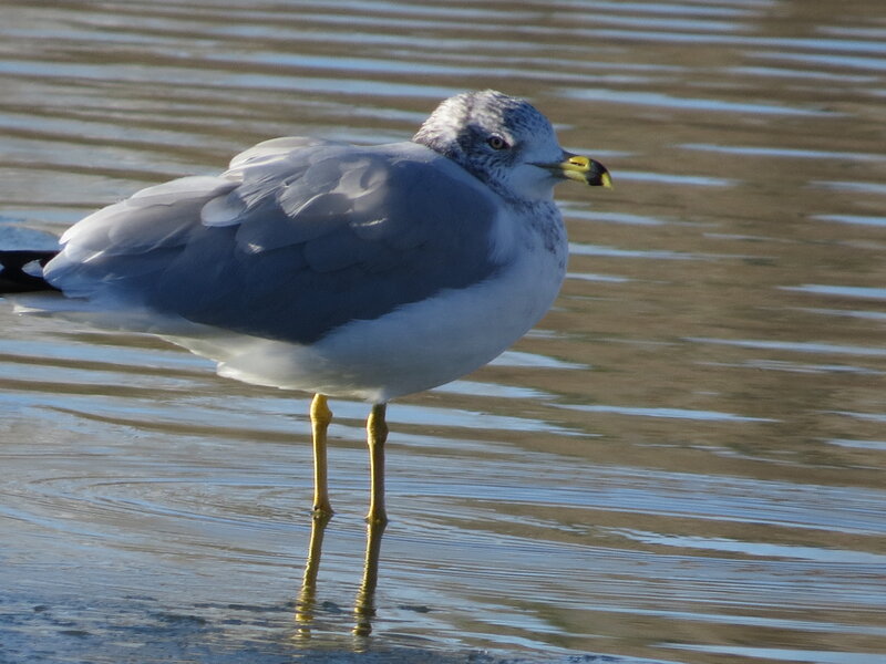 Gull Standing in Water