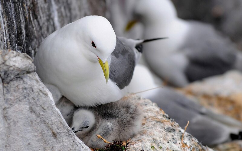 Gull with chicks on rocks