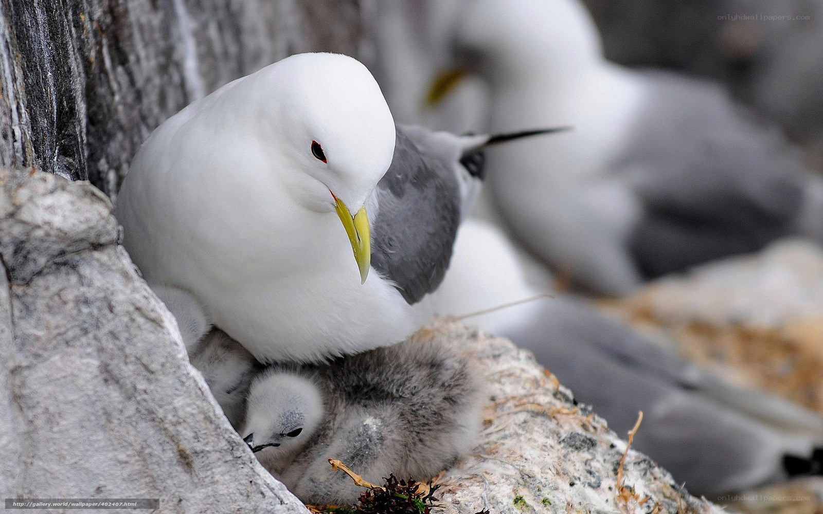 Gull with chicks on rocks