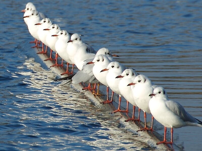 Gulls in a Line