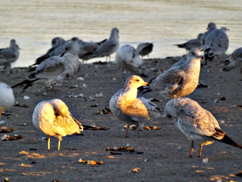 Gulls on a Beach