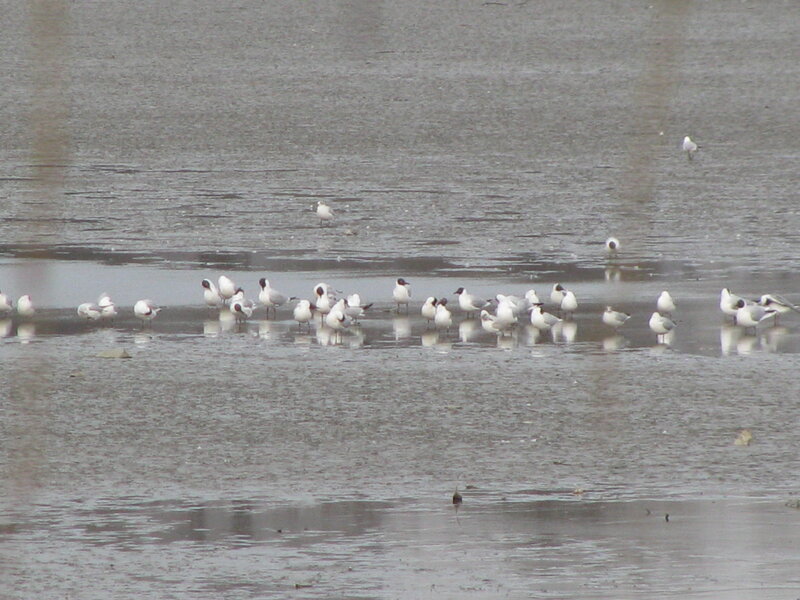 Gulls on a frozen lake