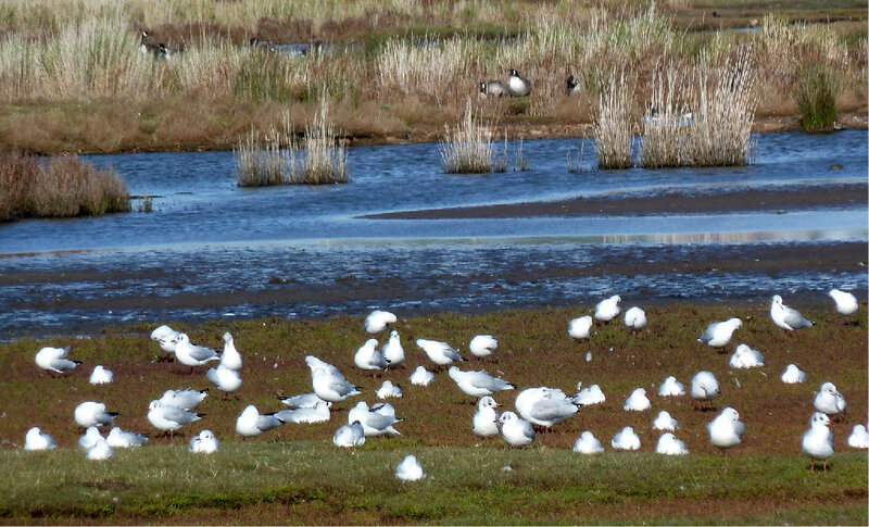 Gulls on Marshland