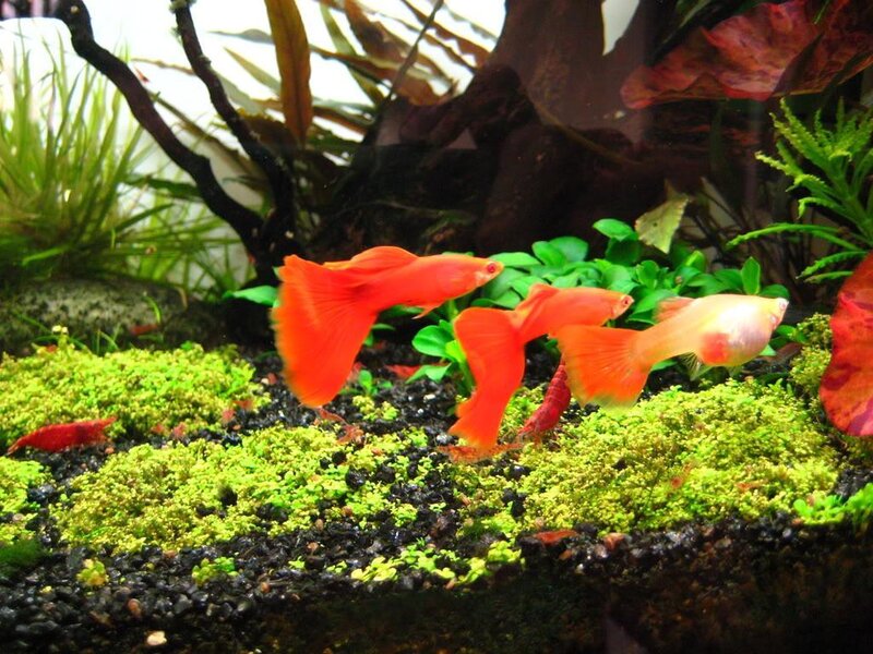 Guppies in a planted aquarium