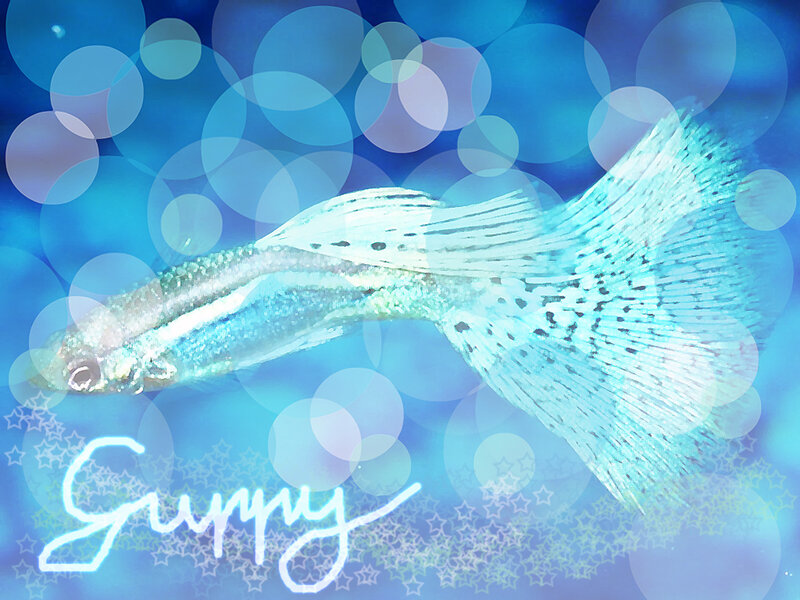 Guppy Fish Swimming