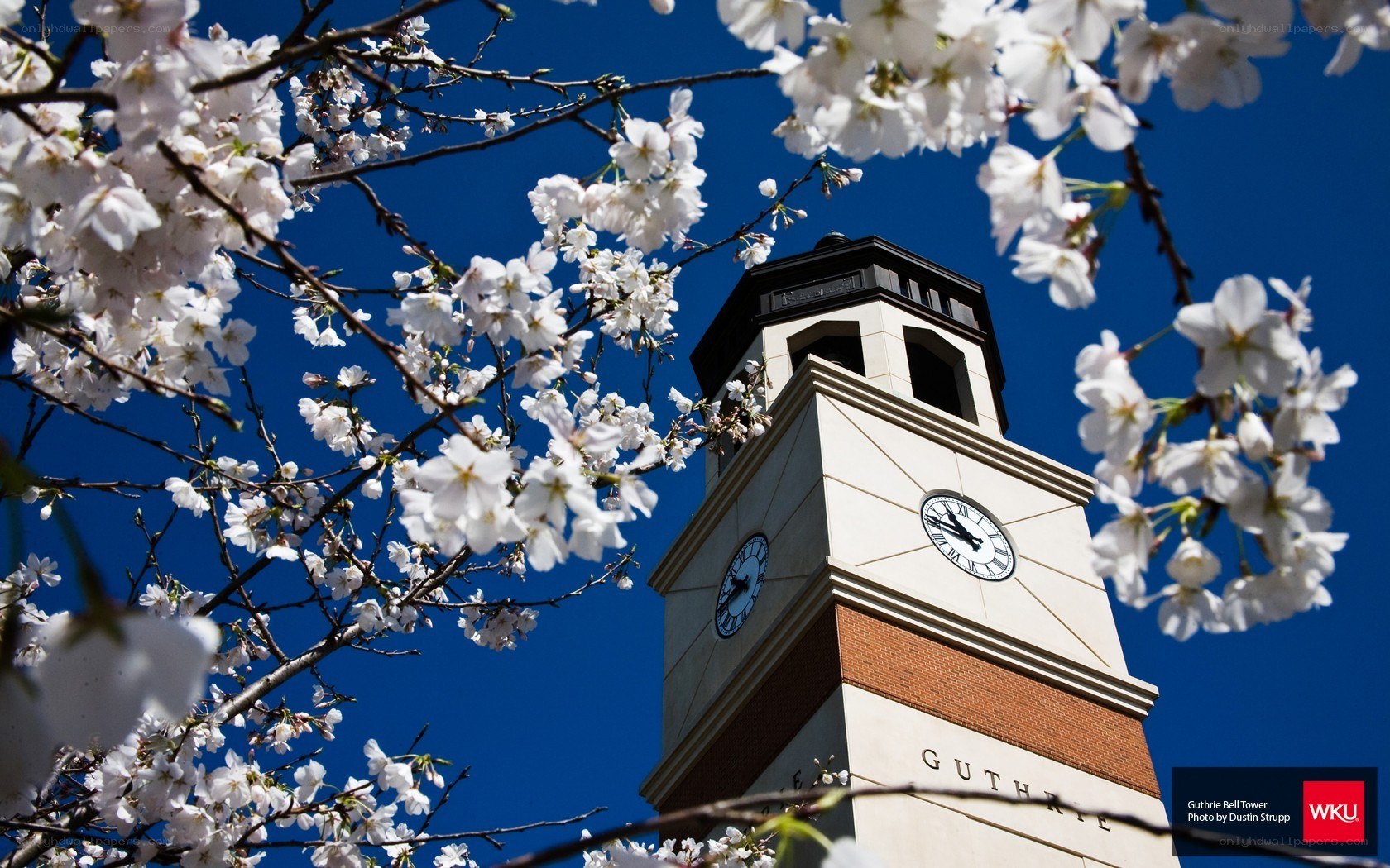 Guthrie Bell Tower with cherry blossoms