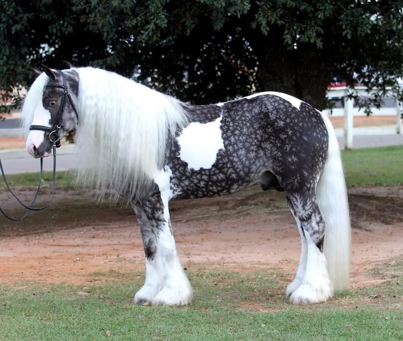 Gypsy Vanner Horse