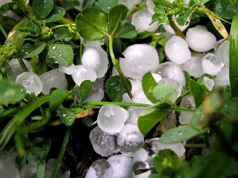 Hailstones on Grass
