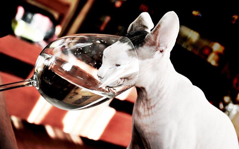 Hairless Cat Drinking Wine