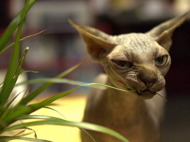 Hairless Cat Eating Plant — Green, Calm