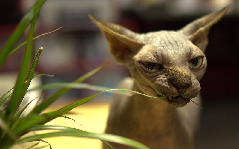 Hairless Cat Eating Plant — Green