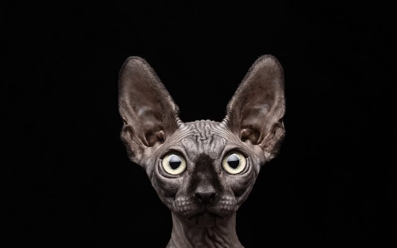 Hairless Cat Face