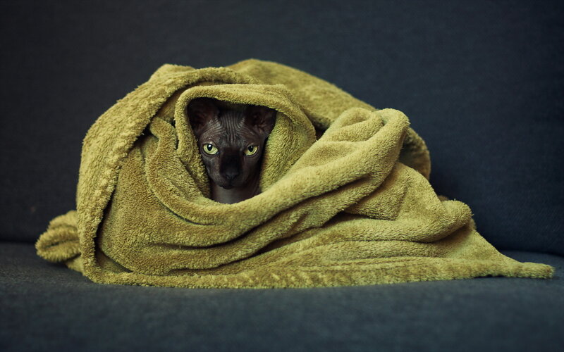 Hairless Cat in Blanket