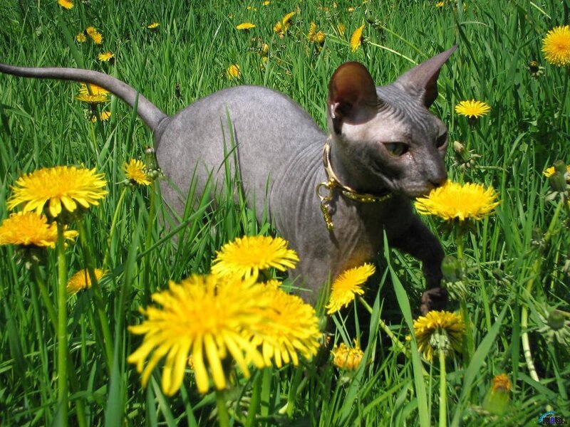 Hairless Cat in Field