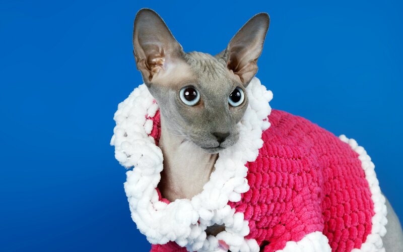 Hairless Cat in Sweater — Blue