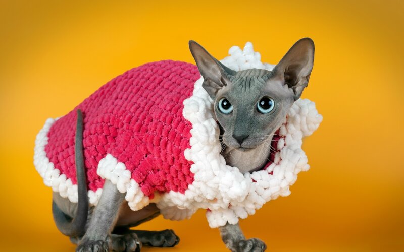 Hairless Cat in Sweater