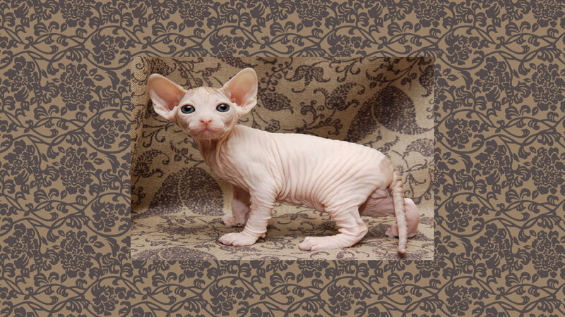 Hairless Cat Kitten
