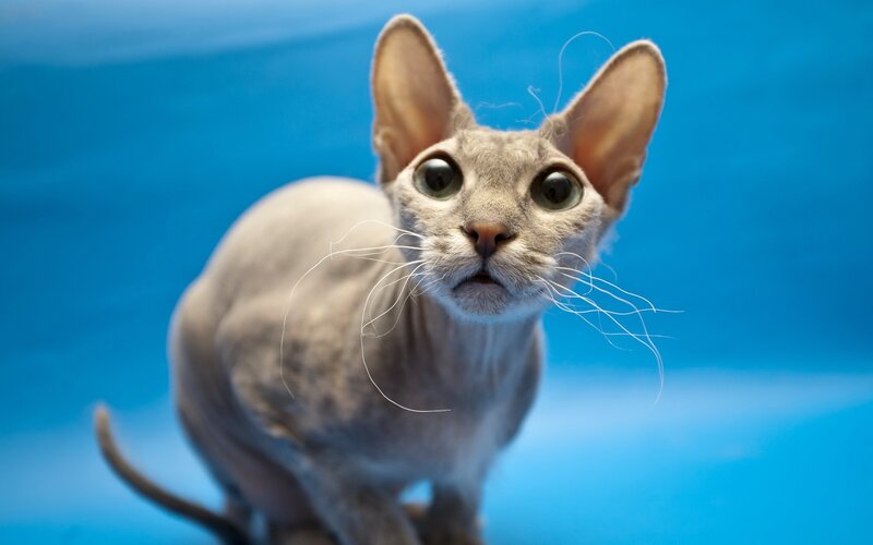 Hairless Cat Looking Up — Blue, Curious