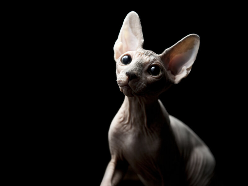Hairless Cat Looking Up