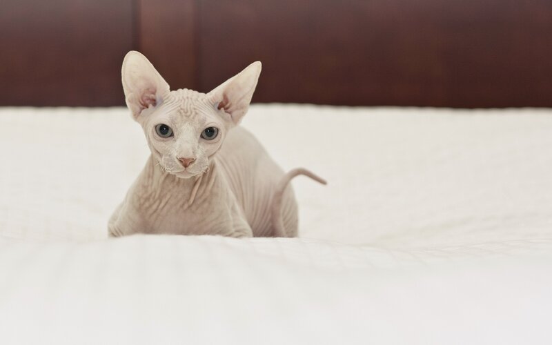 hairless cat on a bed