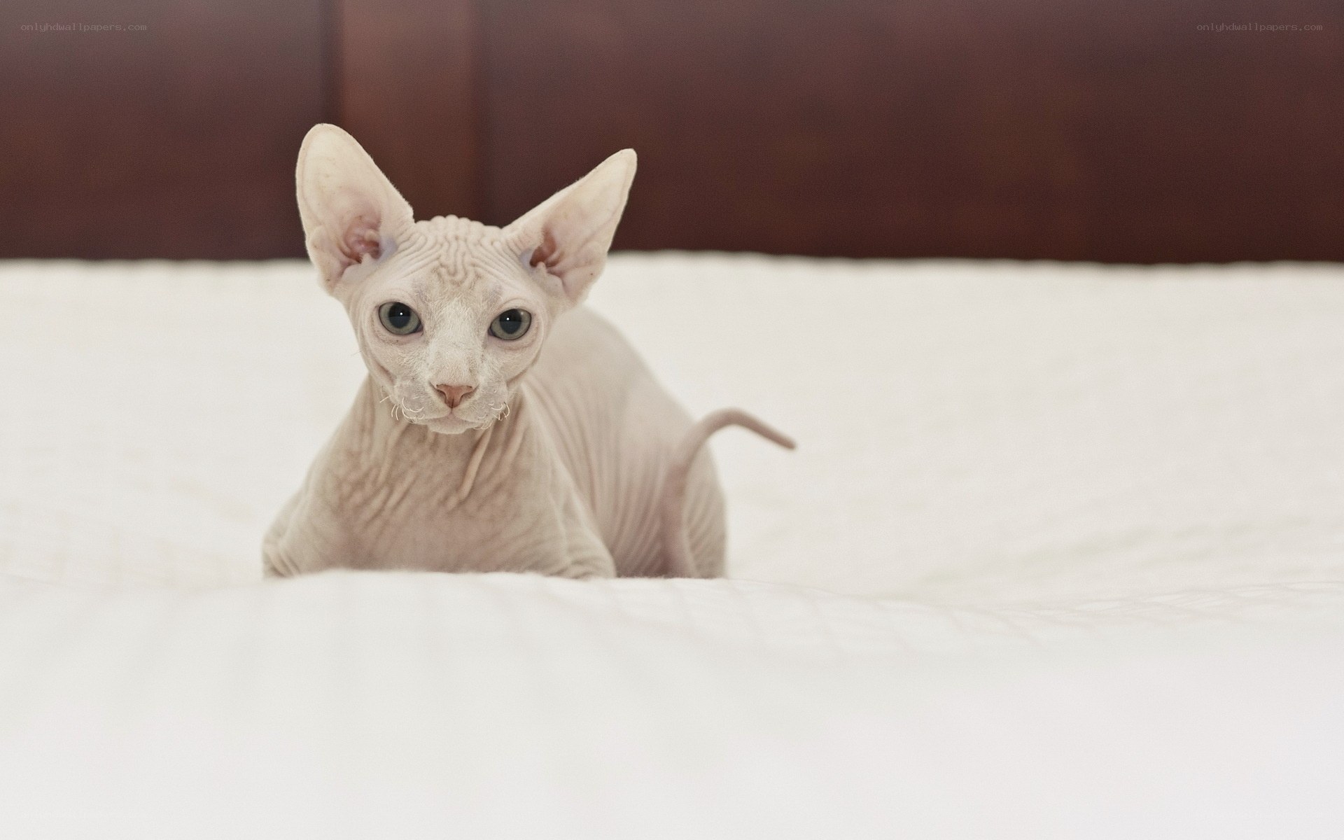 hairless cat on a bed