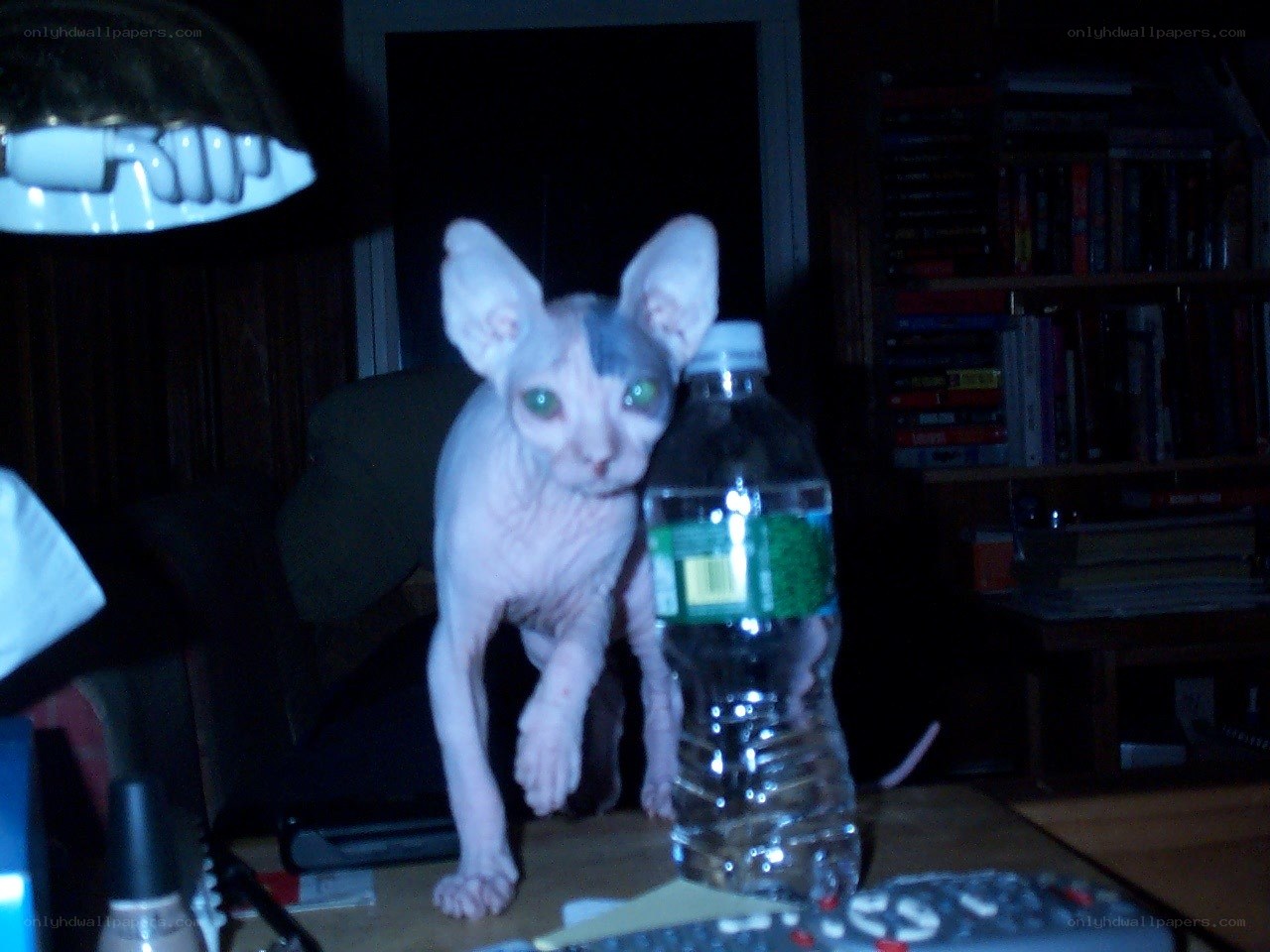 hairless cat on a table