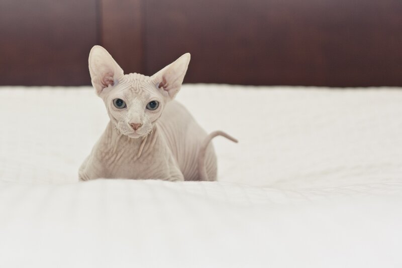 Hairless Cat on Bed