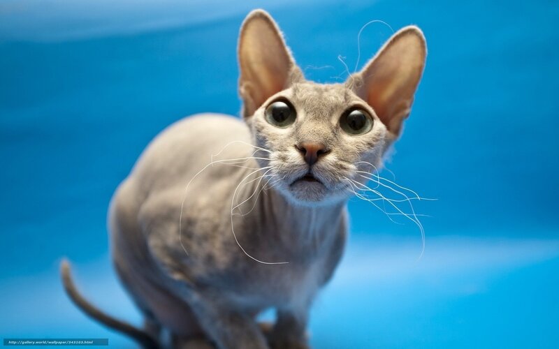 Hairless Cat on Blue