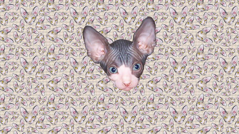Hairless Cat on Patterned Background