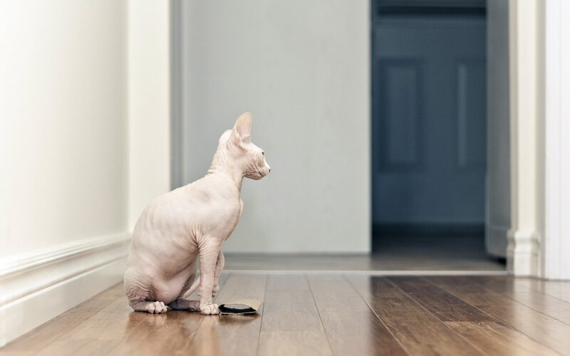 Hairless Cat Sitting — Brown