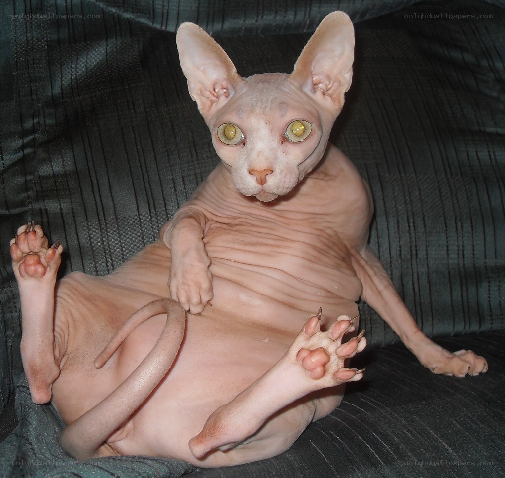 hairless cat sitting on couch
