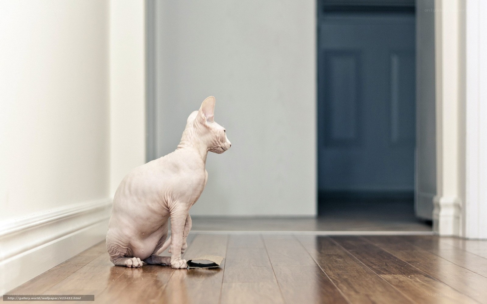 hairless cat sitting on floor
