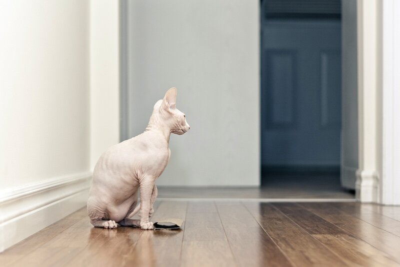 Hairless Cat Sitting