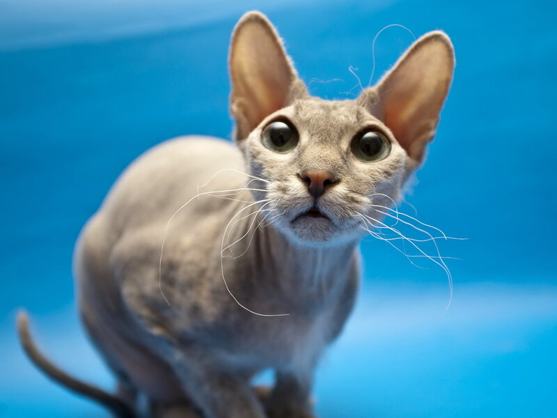Hairless Cat